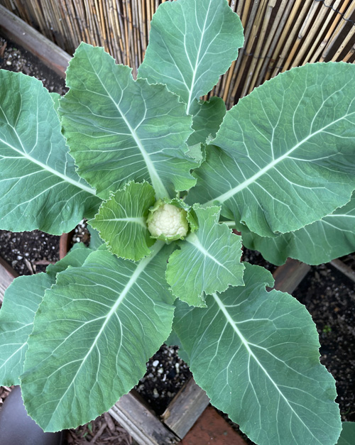 babybordercauli