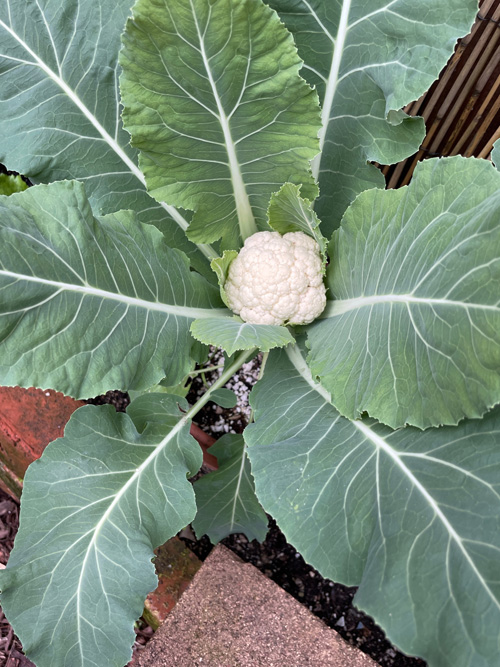 biggerbordercauli