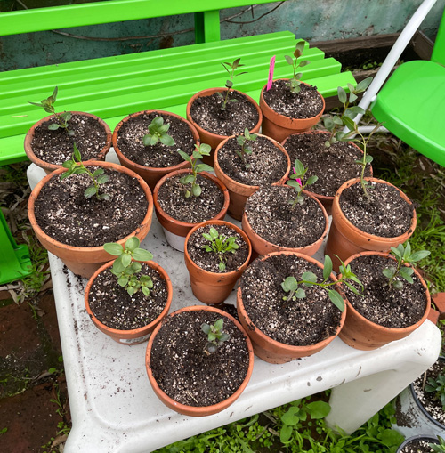 first flowerpots