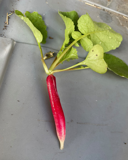 radish